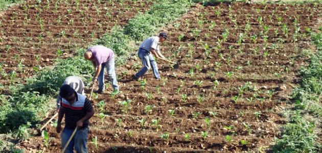 من الهند إلى لبنان: تصريف الإنتاج الزراعي عبر الهاتف